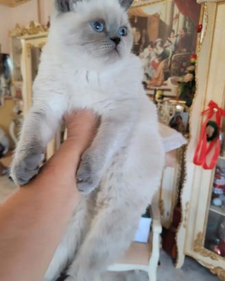 Persiano Exotic Shorthair 