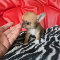 Chihuahua femmina peso max adulta 1.5kg 85gg