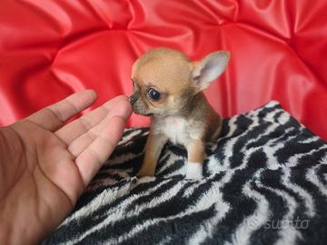 Chihuahua femmina peso max adulta 1.5kg 85gg