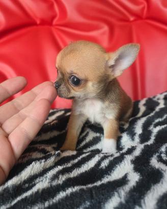 Chihuahua femmina peso max adulta 1.5kg 85gg