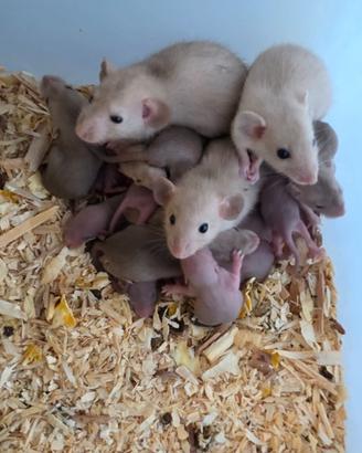 Ratti siamesi dumbo