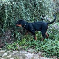 Cucciola rottweiler 3 mesi con pedigree