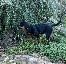 Cucciola rottweiler 3 mesi con pedigree