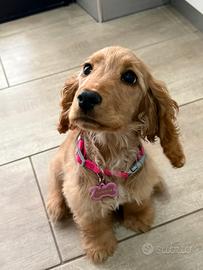 Cucciola cocker
