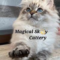 Cuccioli gatto siberiano PEDIGREE ALLEVAMENTO Wcf