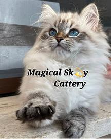 Cuccioli gatto siberiano PEDIGREE ALLEVAMENTO Wcf