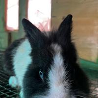 Coniglio testa di leone