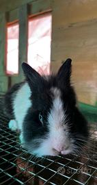 Coniglio testa di leone