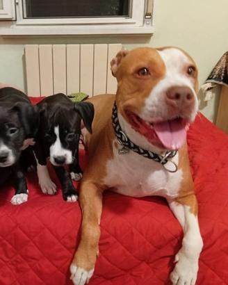 American Pitbull terrier