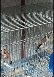 Uccelli