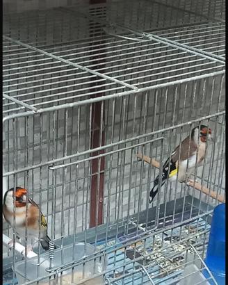 Uccelli