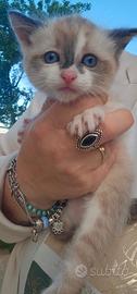 Gatto maschio