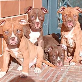 Cuccioli American Bulldog con pedigree