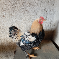 Gallo siciliano