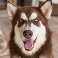 Alaskan Malamute