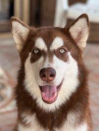 Alaskan Malamute