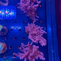 Gorgonia rossa acquario marino coralli molli