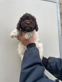 Cuccioli di lagotto