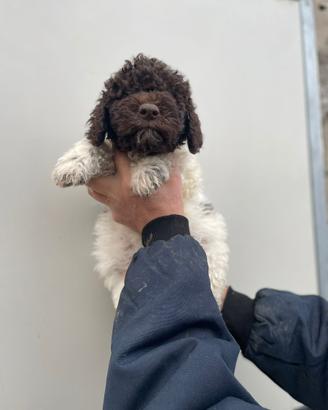 Cuccioli di lagotto