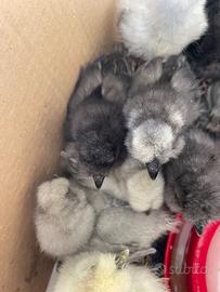 Galline galli pulcini MOROSETA