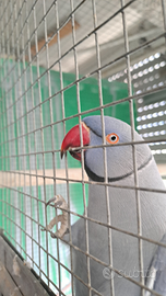 Parrocchetti dal collare