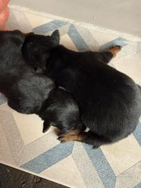 Pinscher