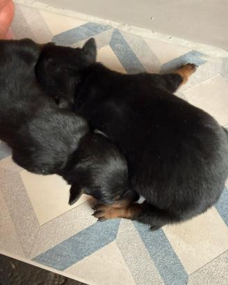 Pinscher