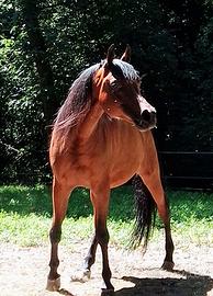 Cavallo arabo