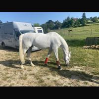 Fattrice 2005 Colman X Carthago X Acorado