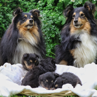 Cuccioli di pastore scozzese Shetland