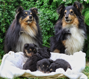 Cuccioli di pastore scozzese Shetland