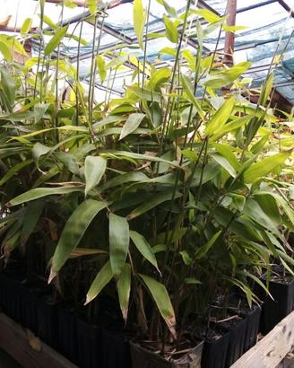 Pianta Bambù Gigante Moso Phyllostachys edulis