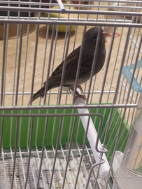 Cantore meticcio Timbrado