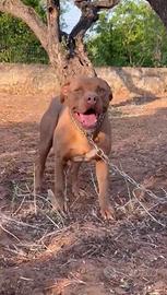 American Pitbull terrier