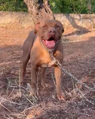 American Pitbull terrier