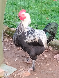 Gallo Marans