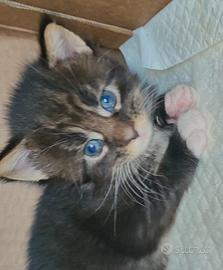 Maine Coon Black Tortye