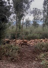 Segugio maremmano