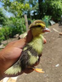 Anatra Mute maschi e femmine anche anatroccoli