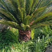 cycas