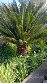 cycas