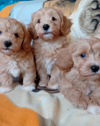 Maltipoo cuccioli