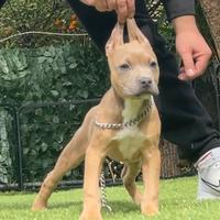 Amer pitbull terrier ukc