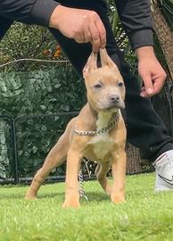Amer pitbull terrier ukc
