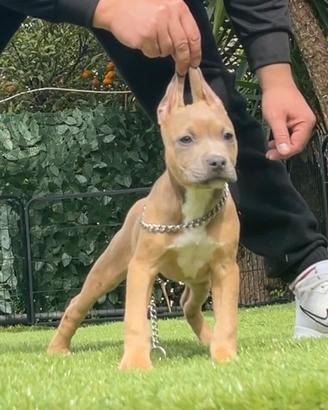 Amer pitbull terrier ukc