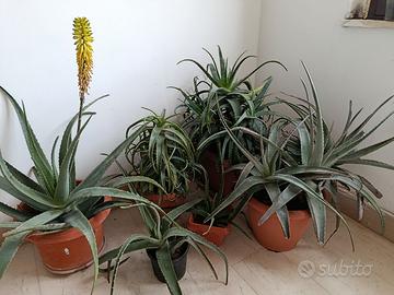 Piante Aloe Vera ed Arborescens 