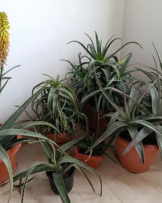 Piante Aloe Vera ed Arborescens 