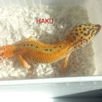 Gechi leopardini, teche