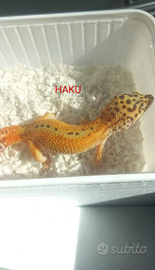 Gechi leopardini, teche