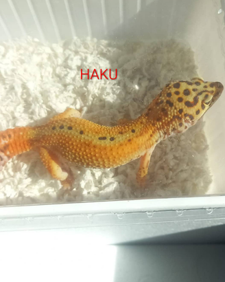 Gechi leopardini, teche